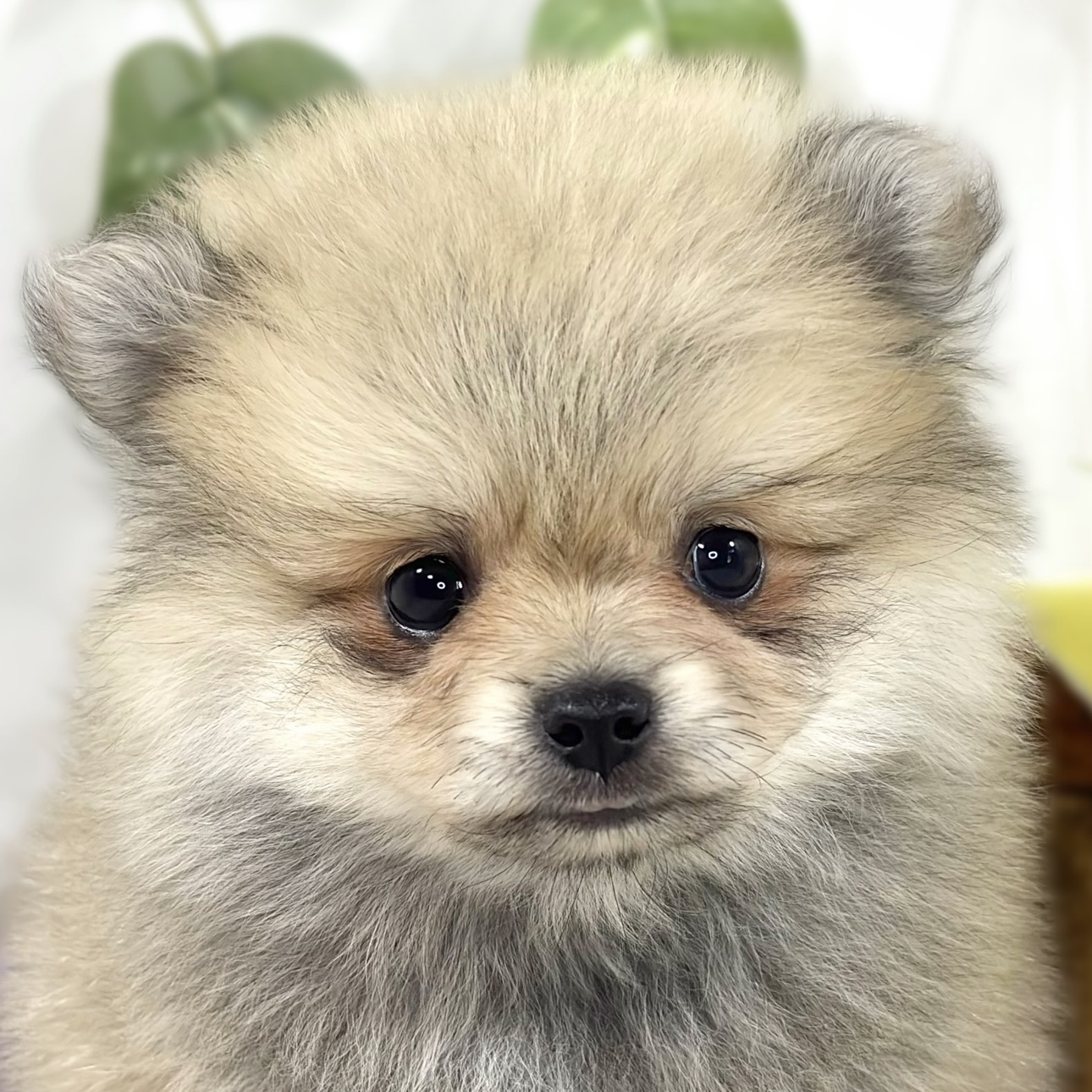 ハーフ犬男の子の写真