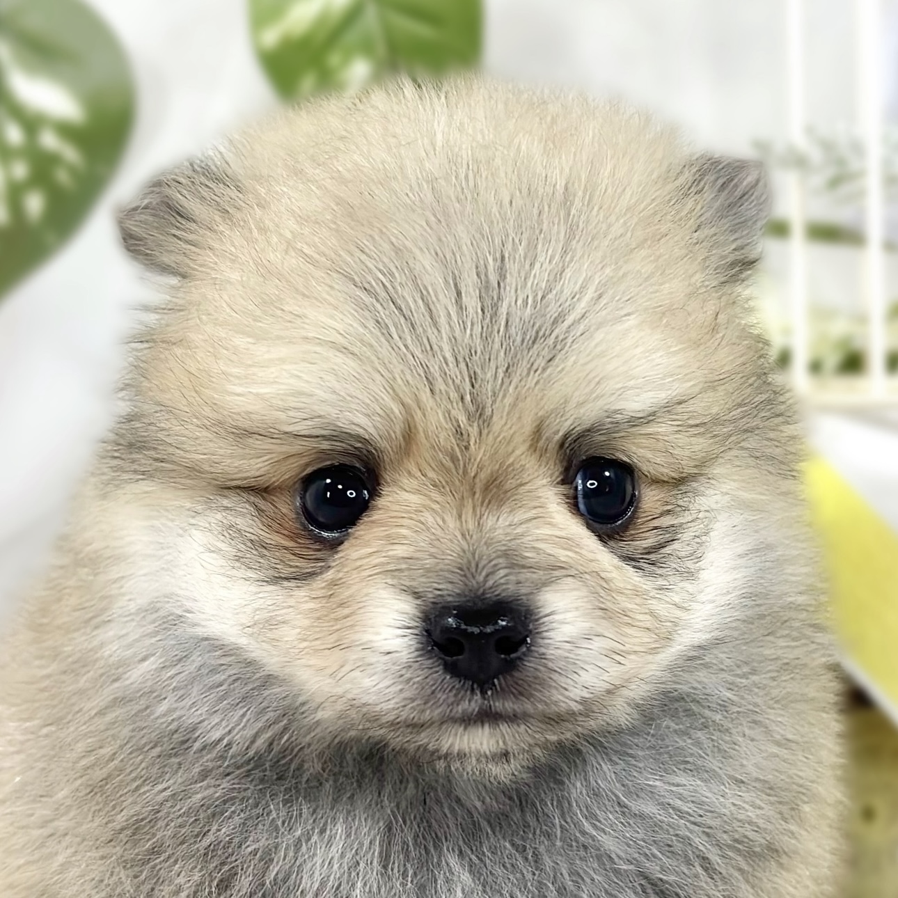 ハーフ犬男の子の写真
