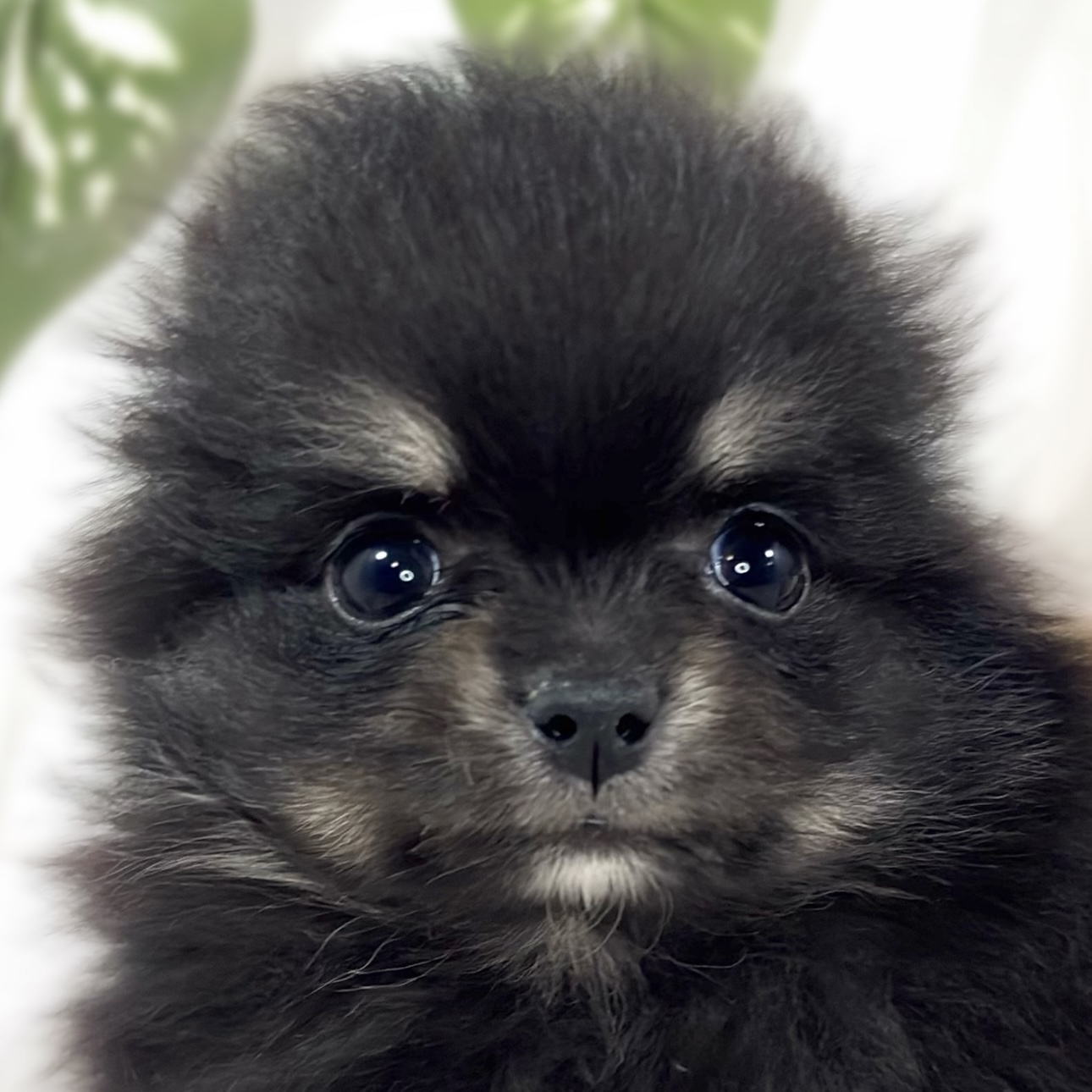 ハーフ犬女の子の写真