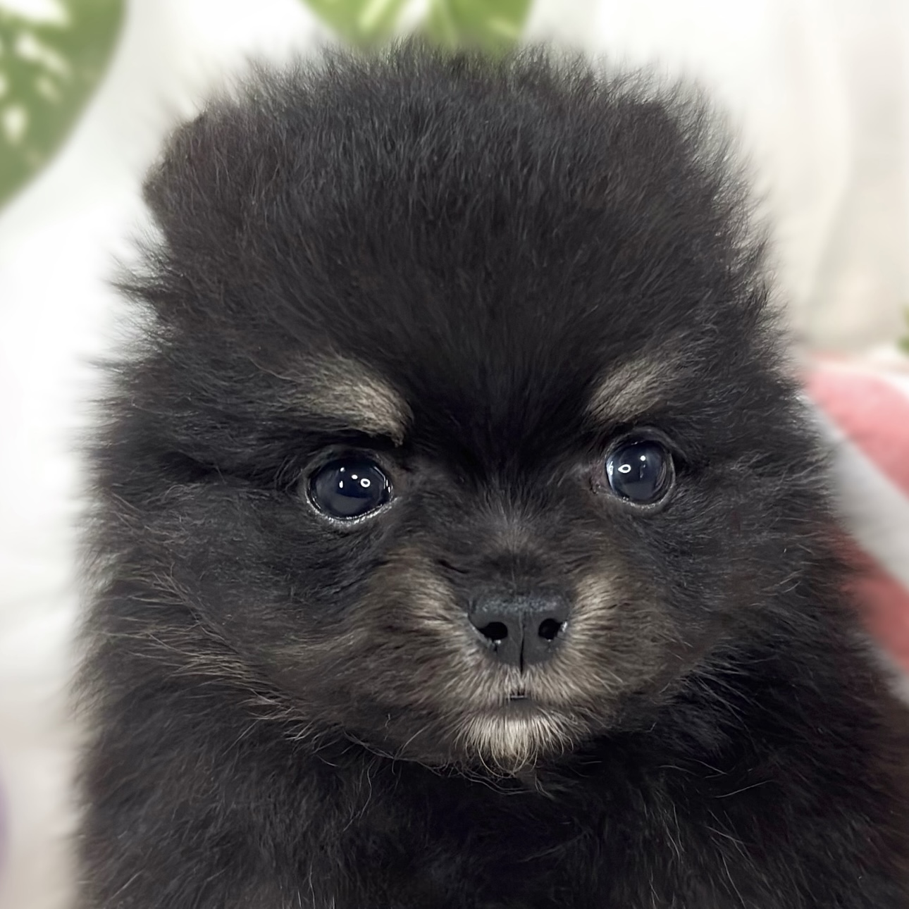 ハーフ犬女の子の写真