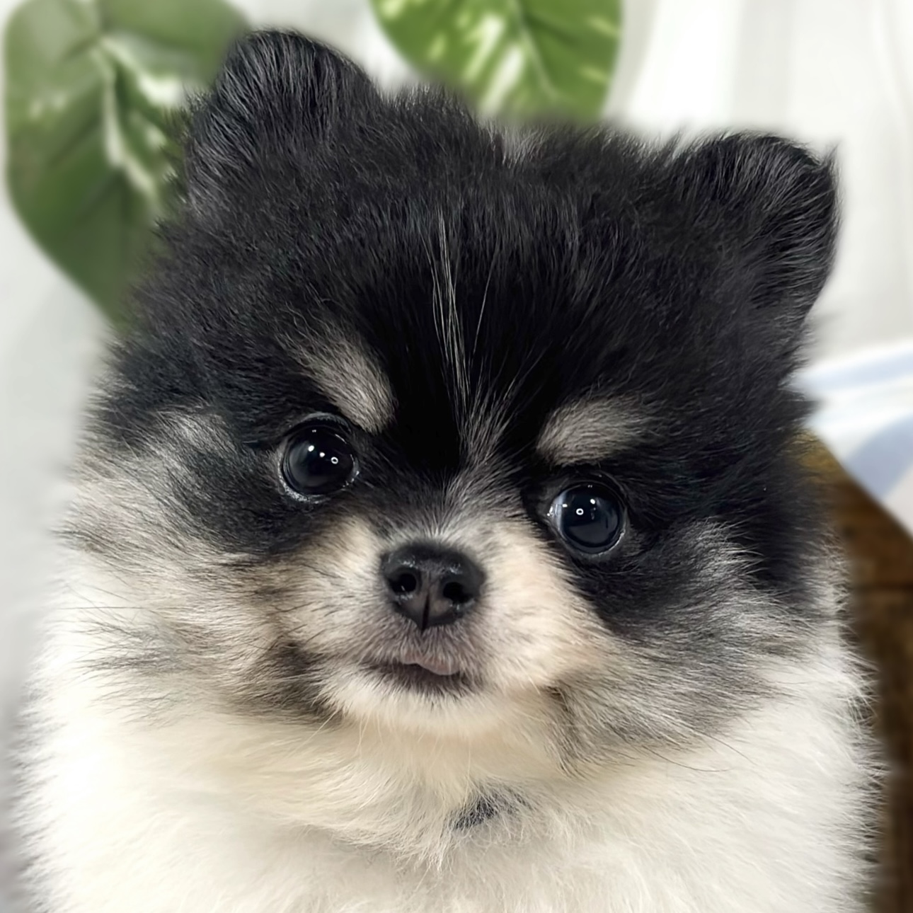 ハーフ犬女の子の写真