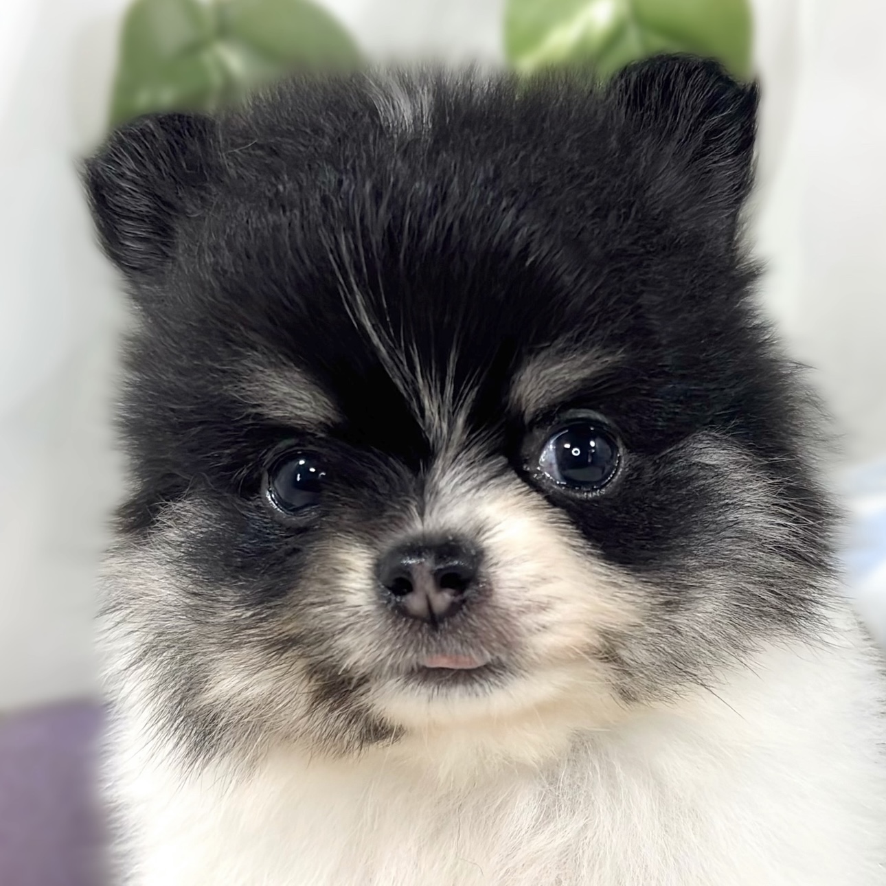 ハーフ犬女の子の写真