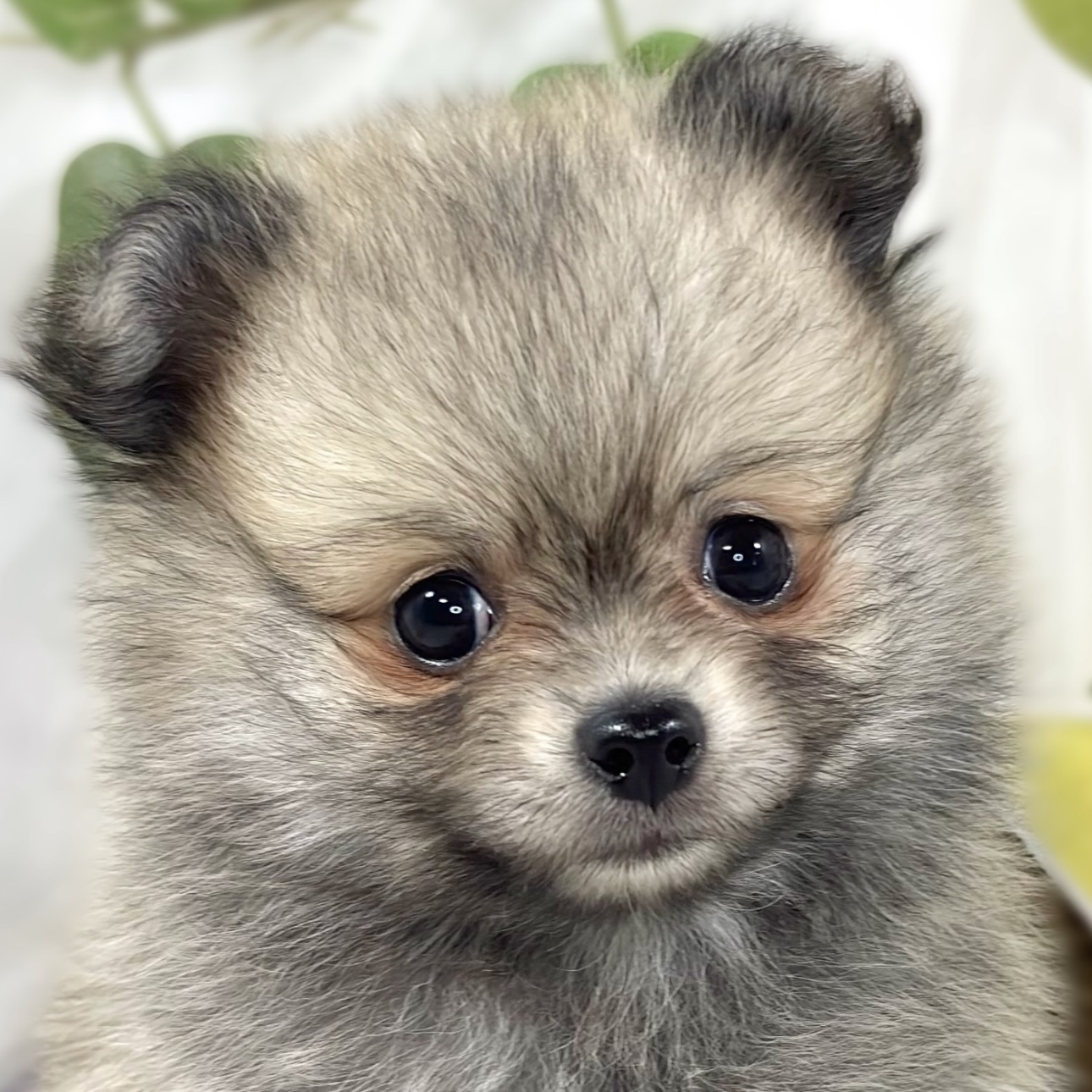ハーフ犬女の子の写真