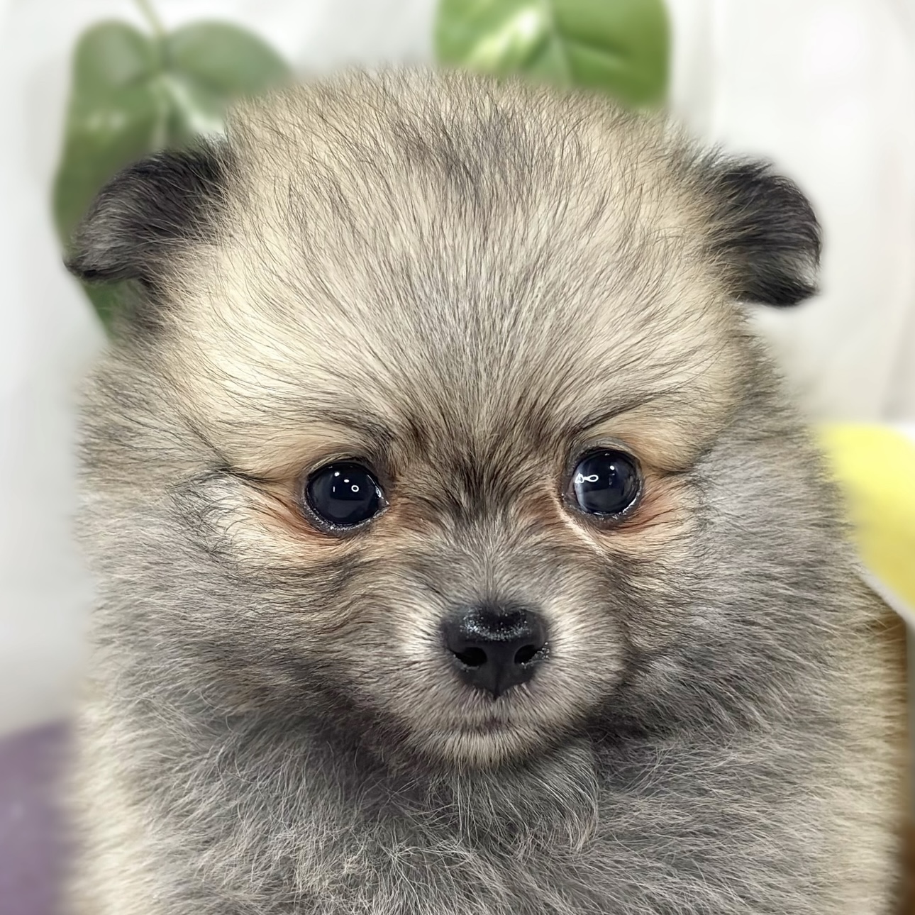 ハーフ犬女の子の写真