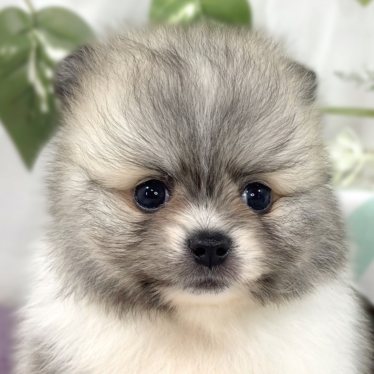 ハーフ犬男の子の写真
