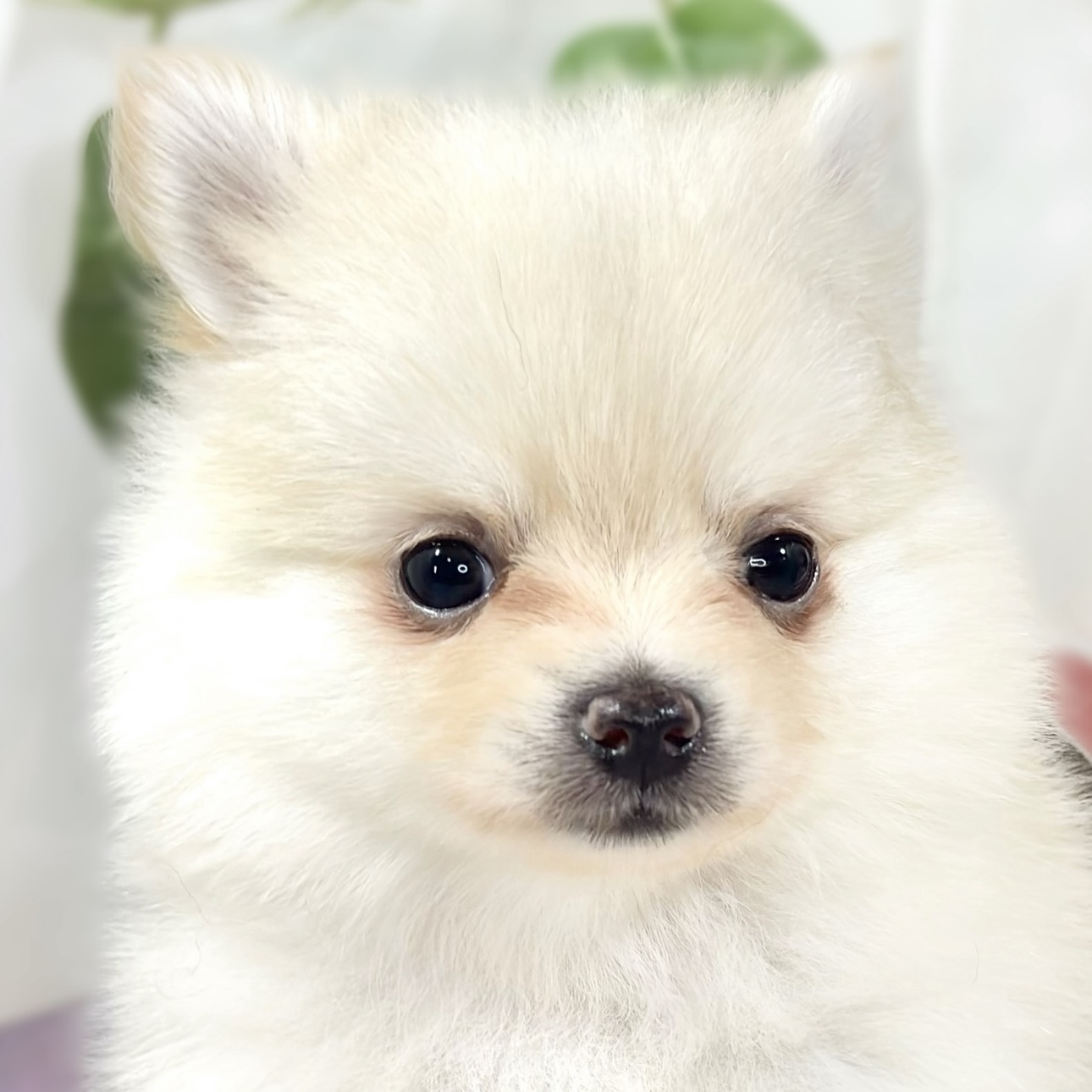 ハーフ犬女の子の写真