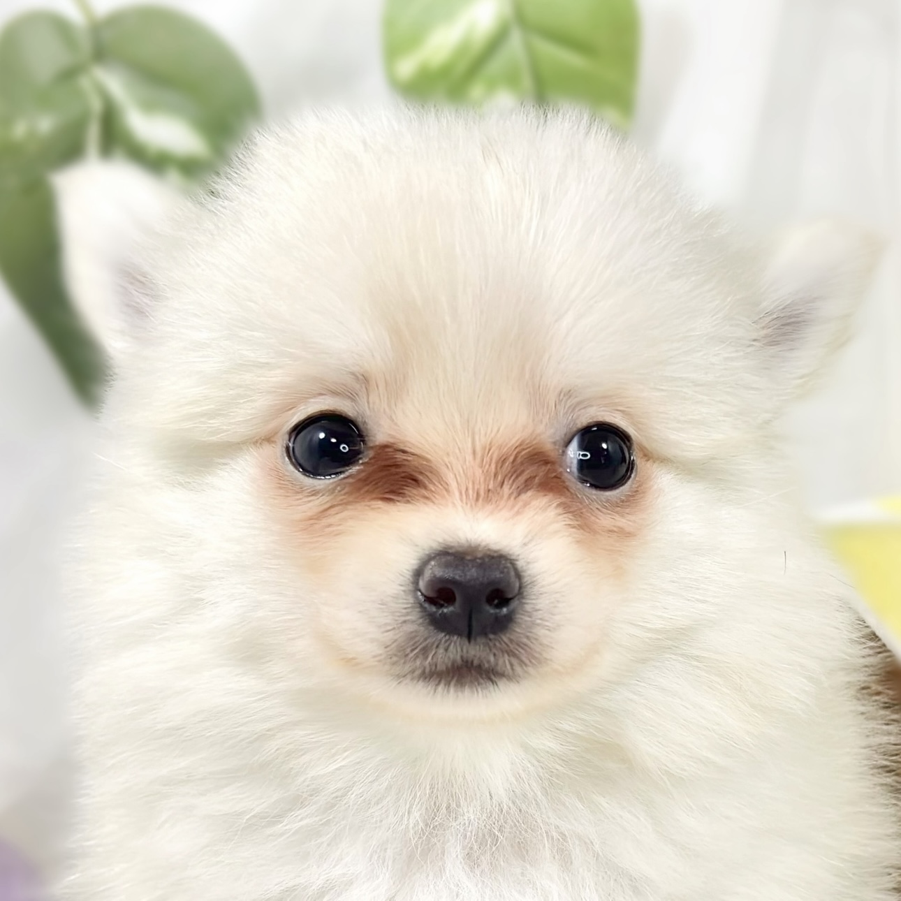 ハーフ犬女の子の写真