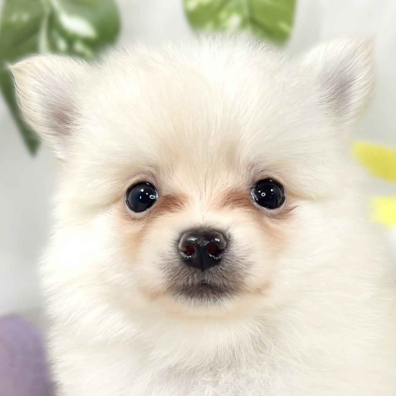ハーフ犬女の子の写真