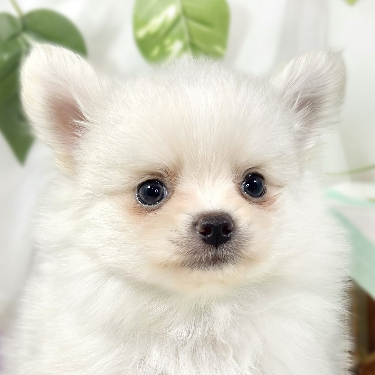 ハーフ犬男の子の写真