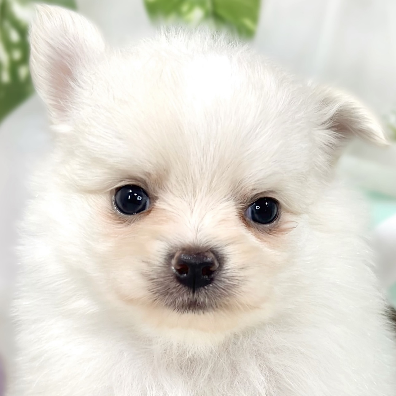 ハーフ犬男の子の写真