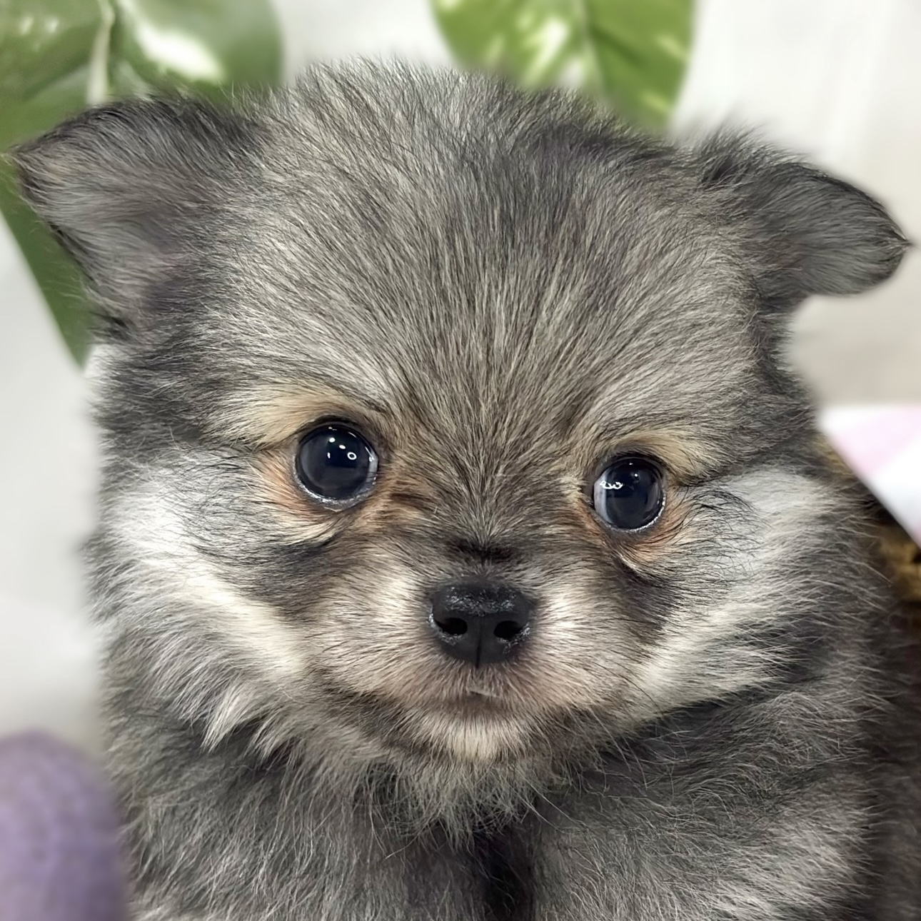 ハーフ犬女の子の写真