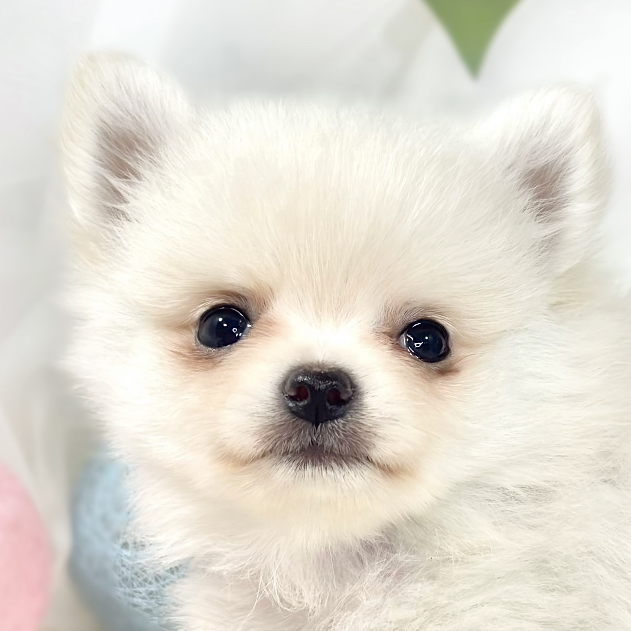 ハーフ犬女の子の写真
