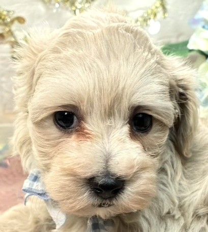 ハーフ犬男の子の写真