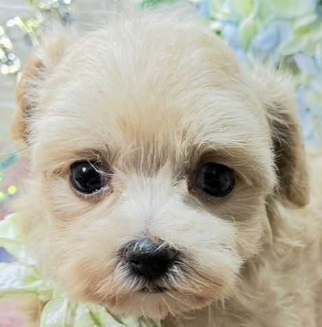 ハーフ犬女の子の写真