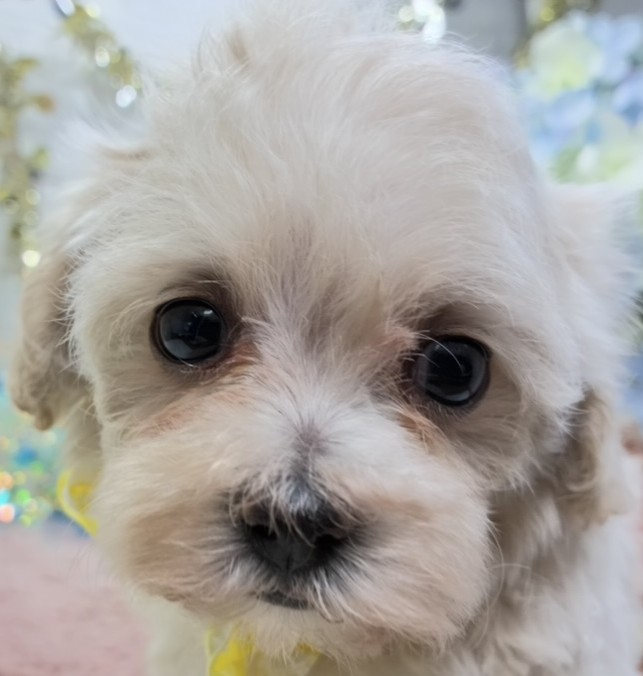ハーフ犬女の子の写真