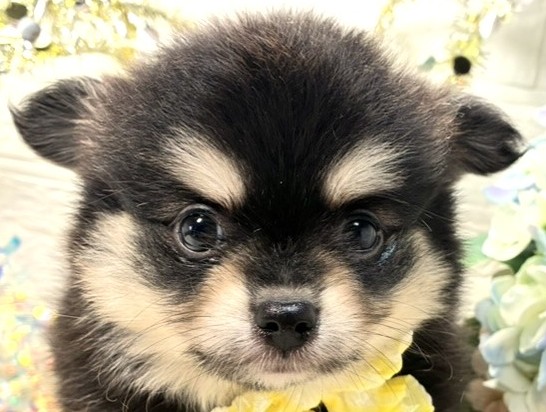 ハーフ犬男の子の写真