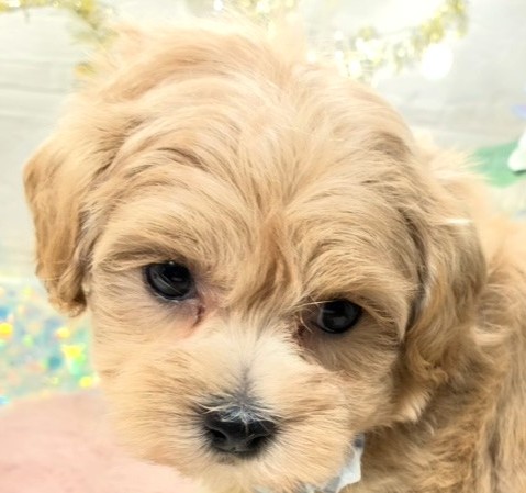 ハーフ犬男の子の写真