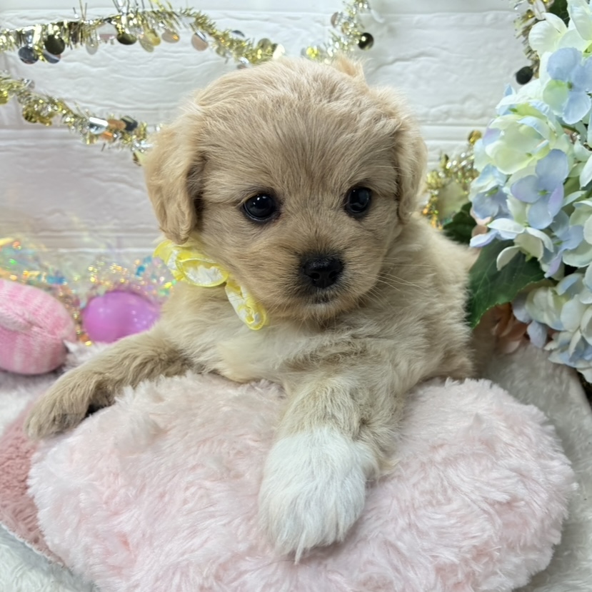 ハーフ犬女の子の写真