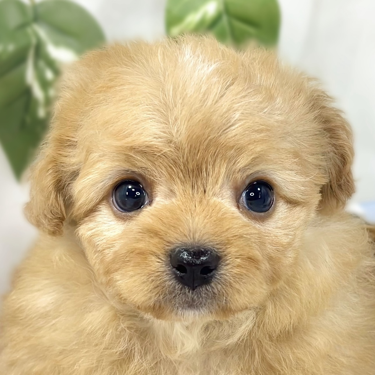 ハーフ犬男の子の写真