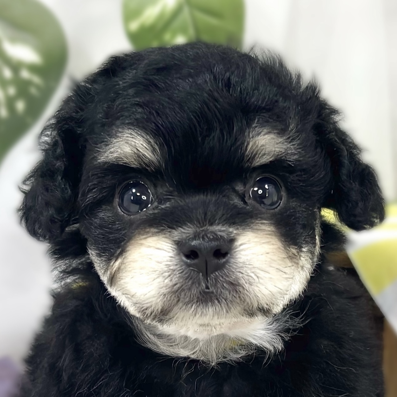 ハーフ犬男の子の写真
