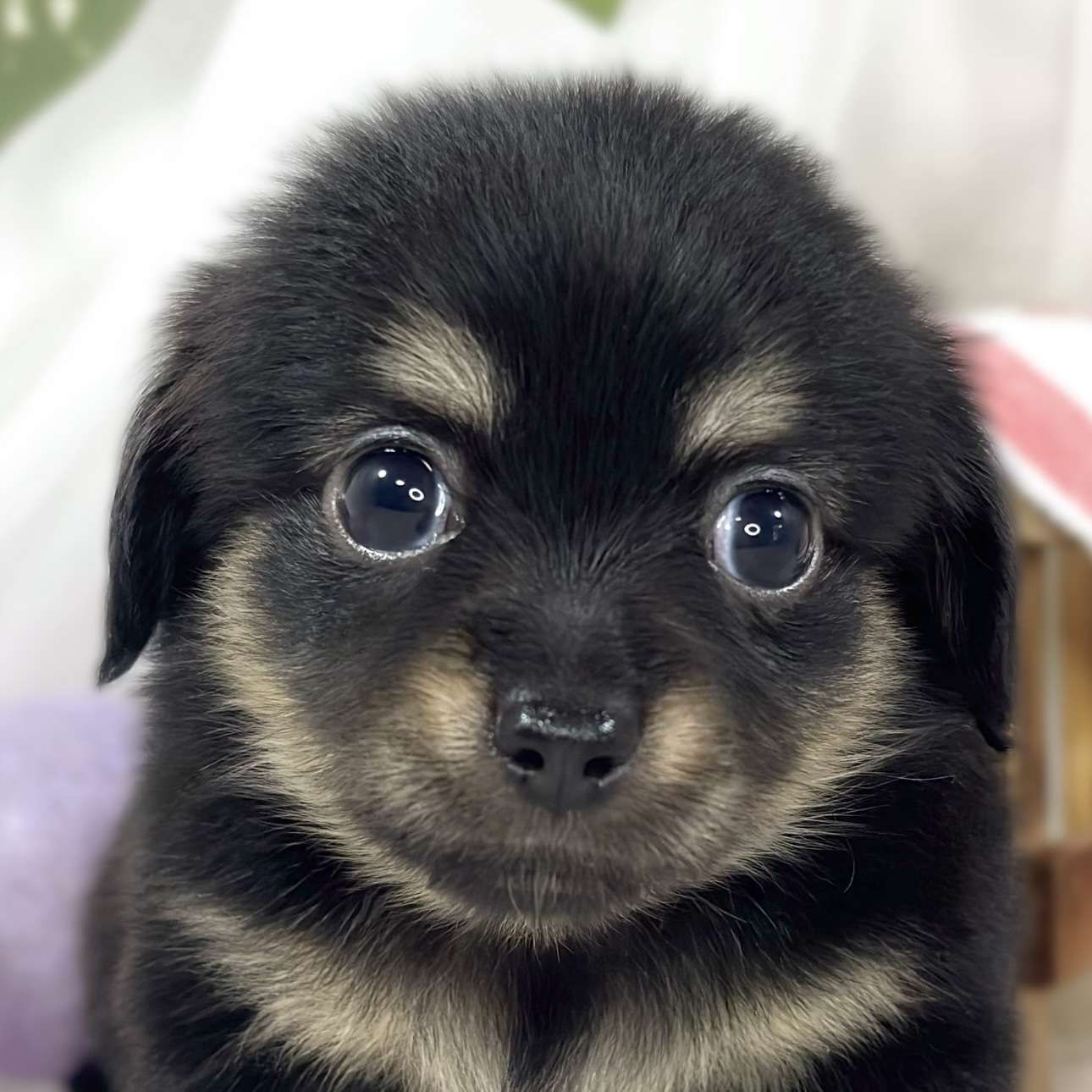 ハーフ犬女の子の写真