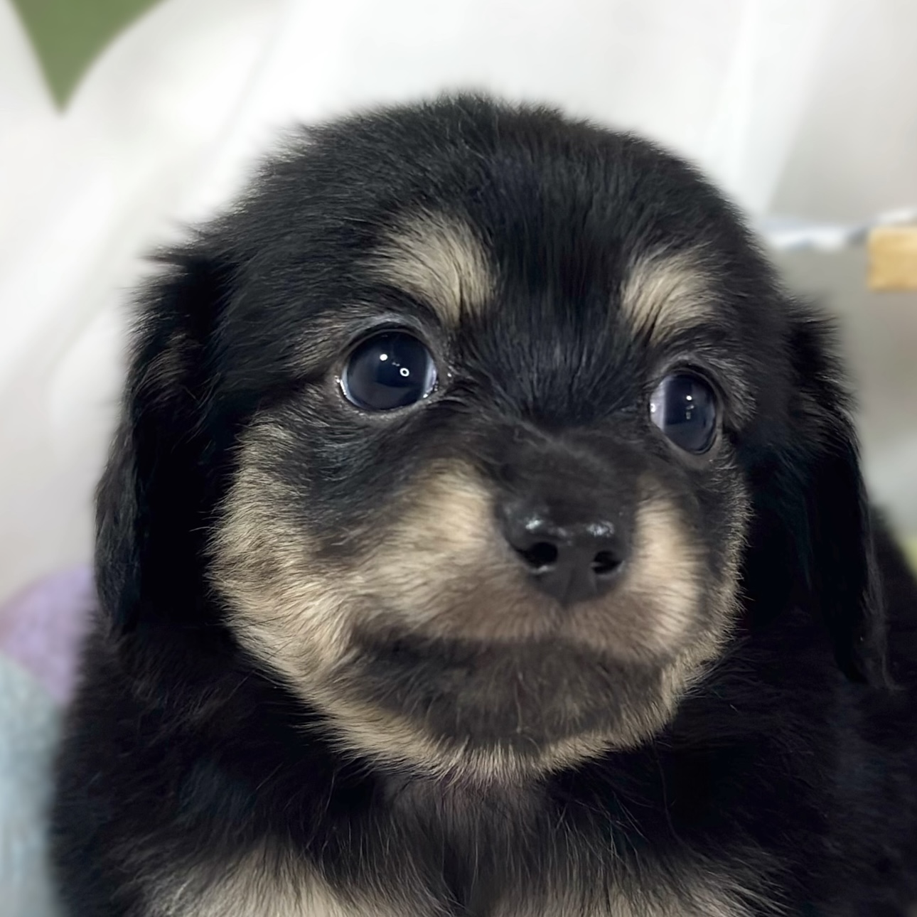 ハーフ犬女の子の写真