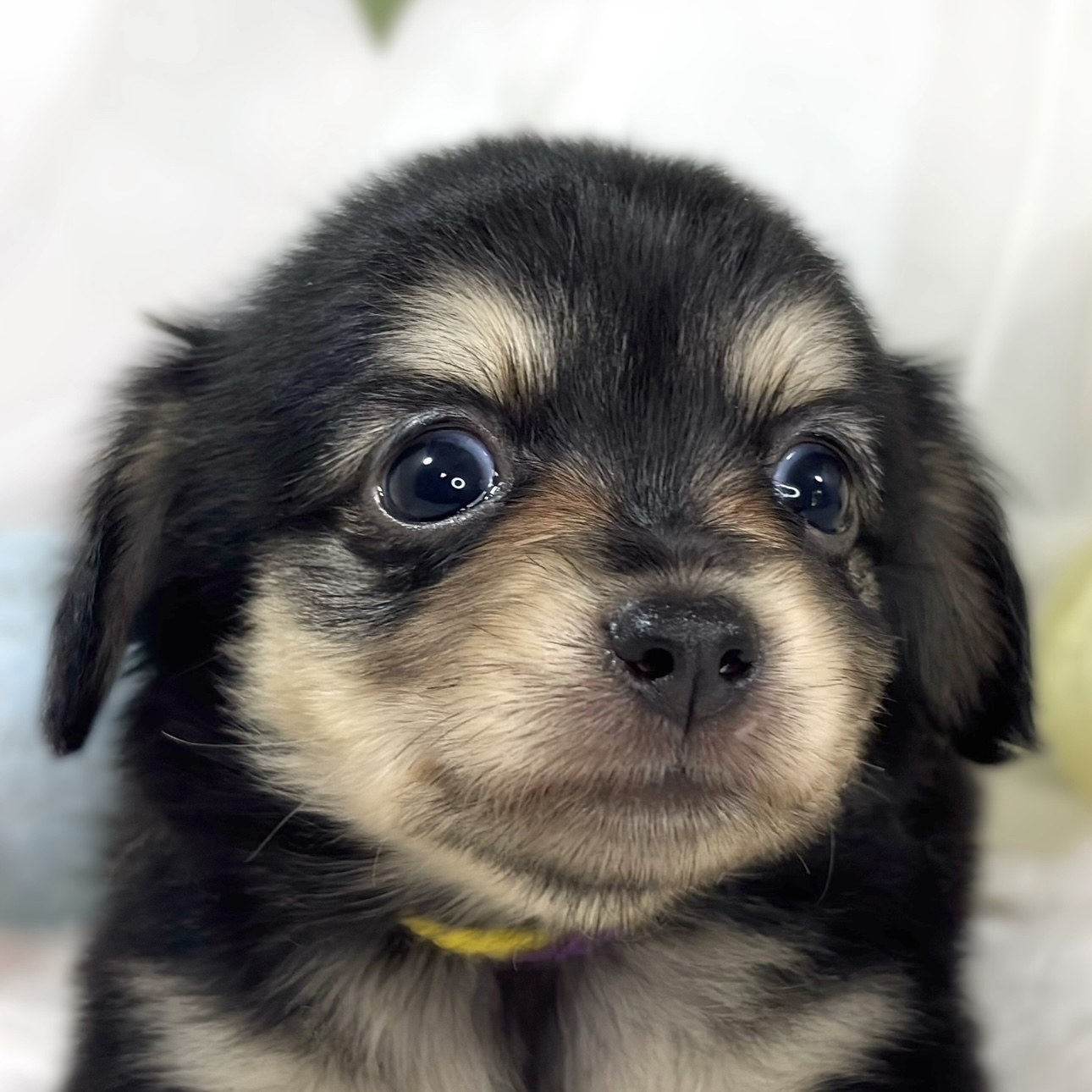ハーフ犬女の子の写真