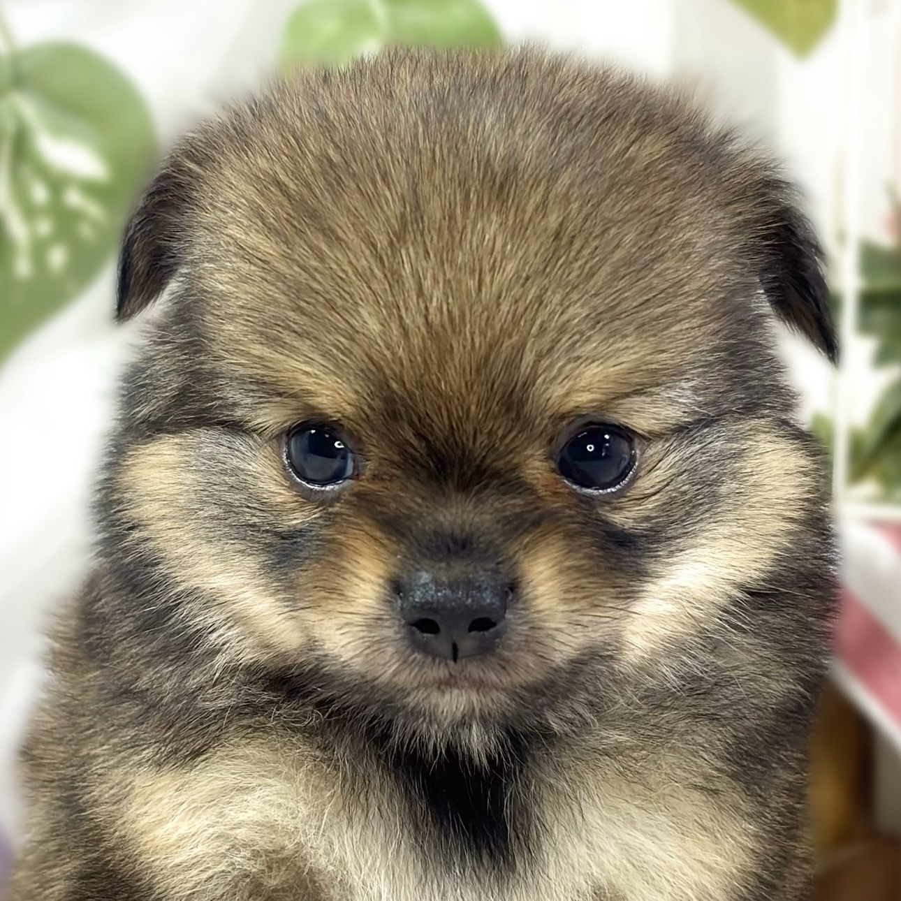 ハーフ犬女の子の写真
