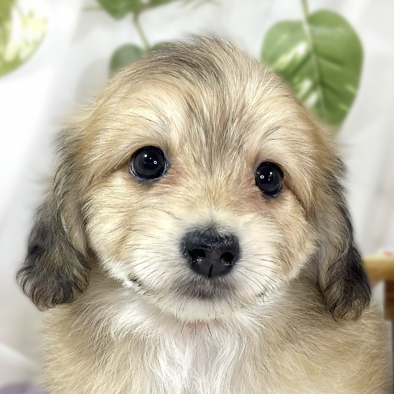 ハーフ犬女の子の写真
