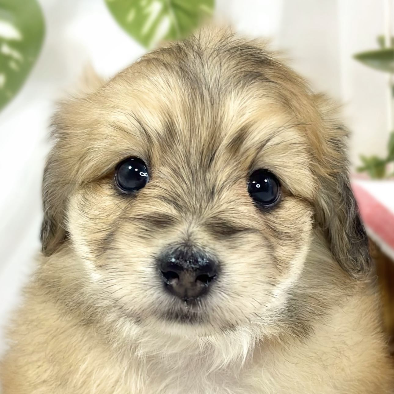 ハーフ犬女の子の写真