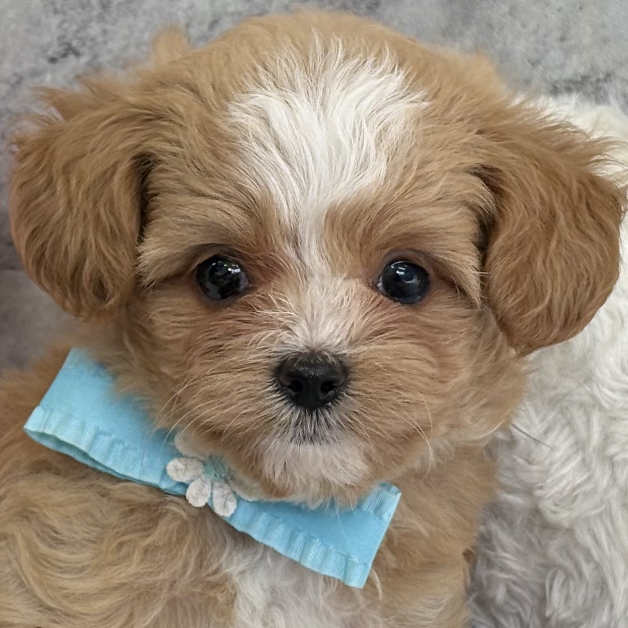 ハーフ犬男の子の写真