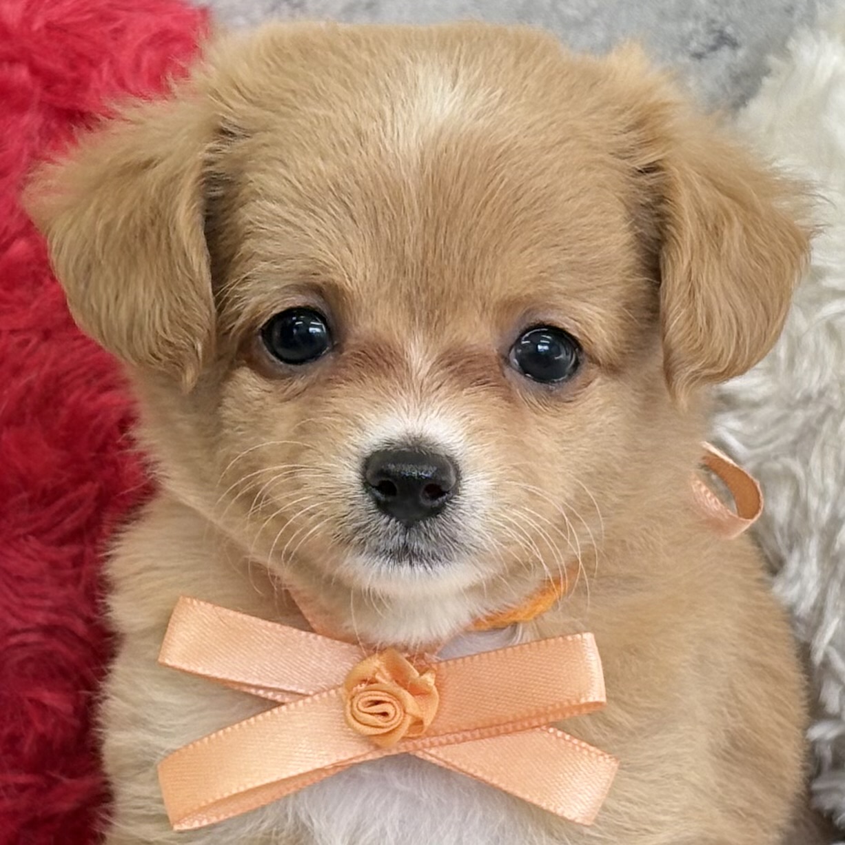 ハーフ犬女の子の写真
