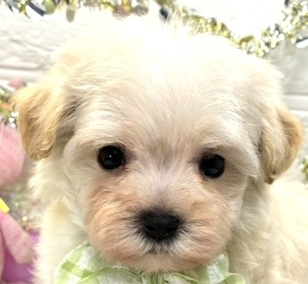 ハーフ犬男の子の写真