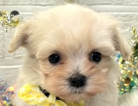 ハーフ犬女の子の写真