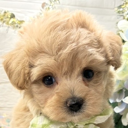 ハーフ犬女の子の写真