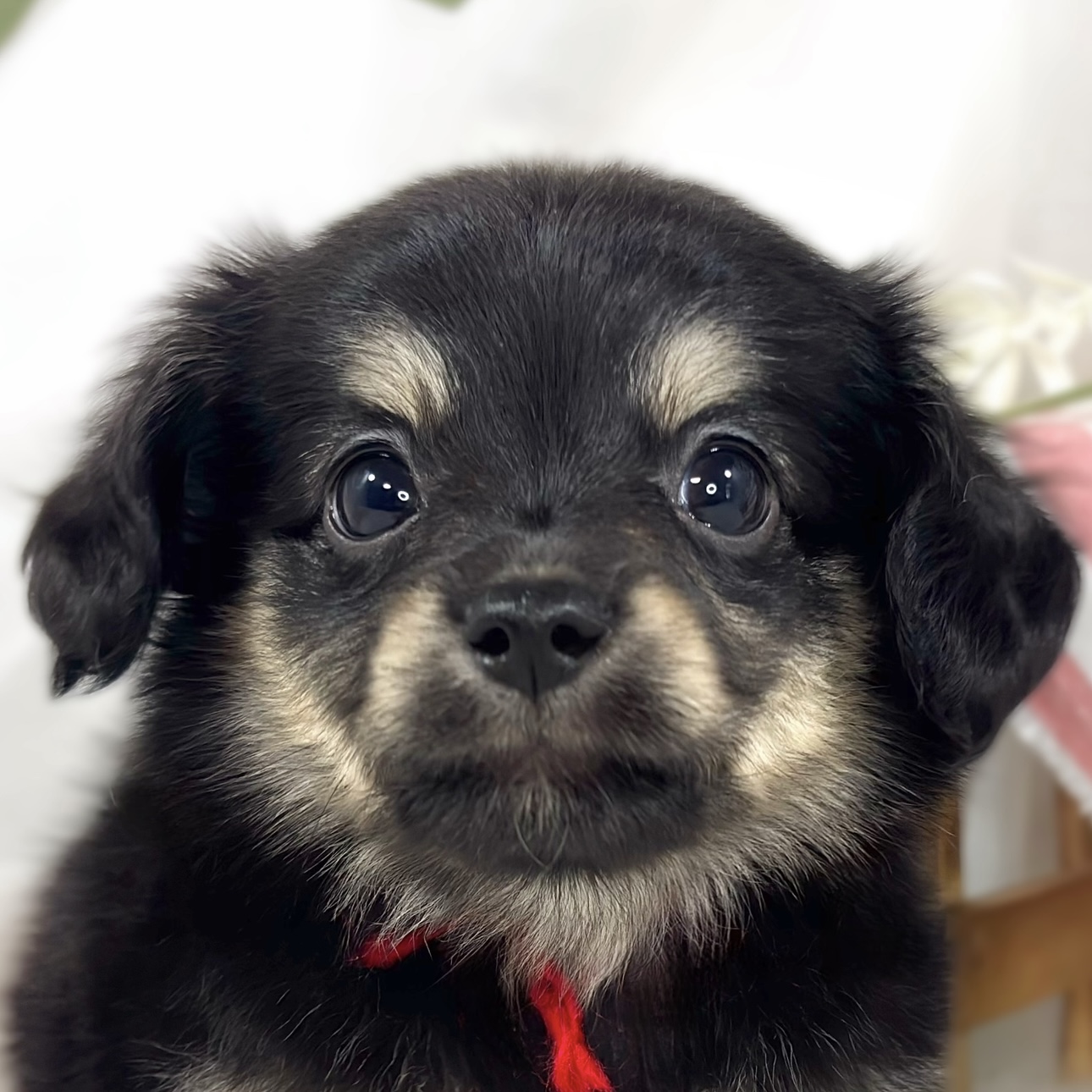 ハーフ犬男の子の写真