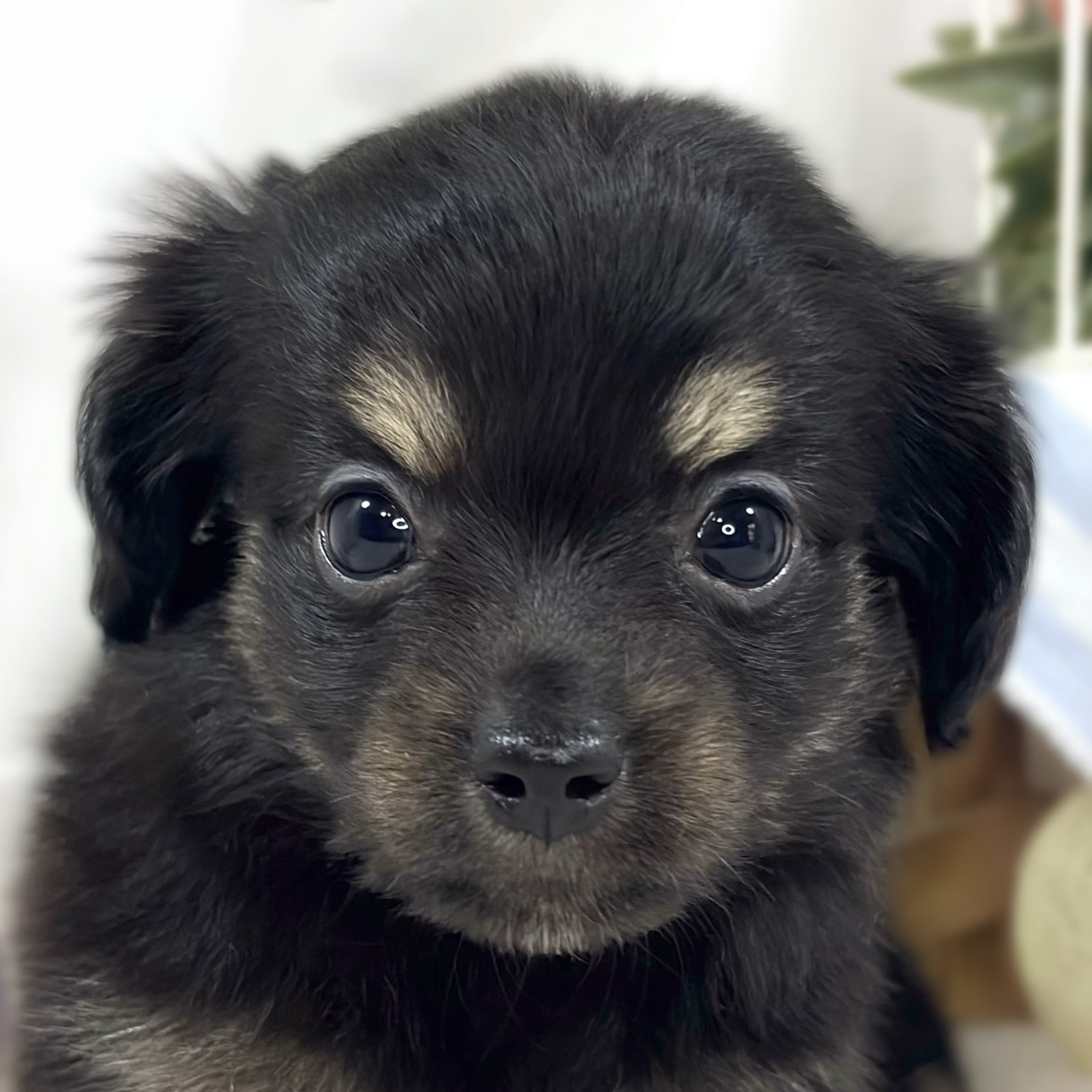 ハーフ犬女の子の写真