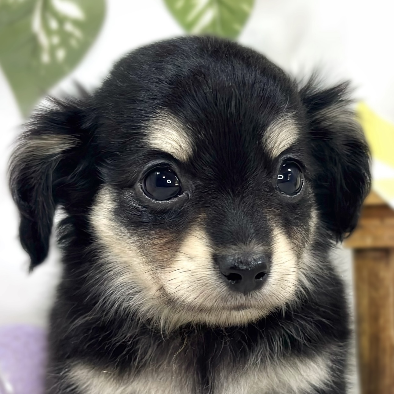ハーフ犬男の子の写真
