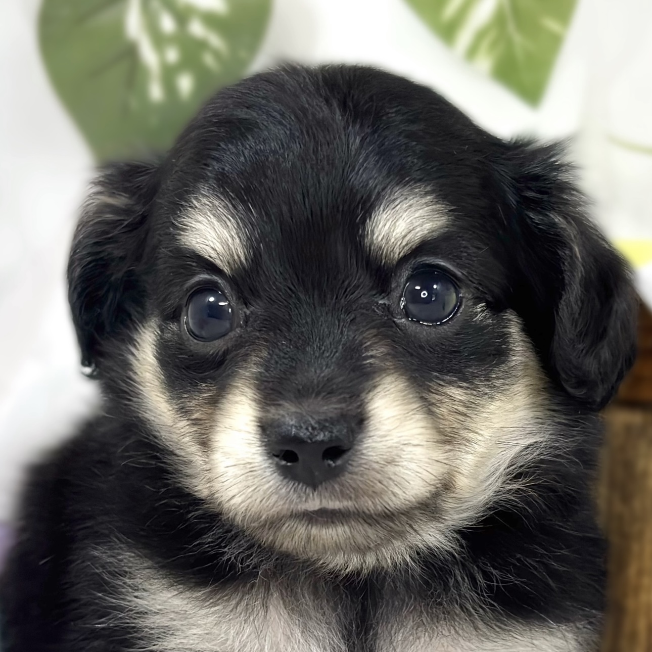 ハーフ犬男の子の写真