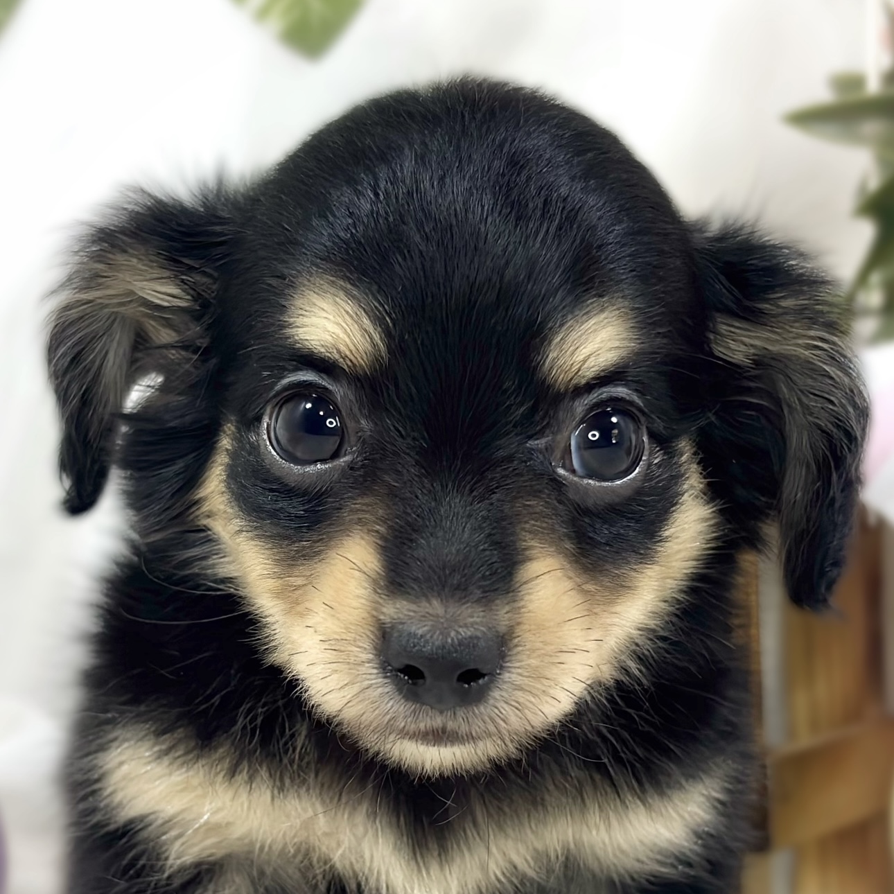 ハーフ犬女の子の写真