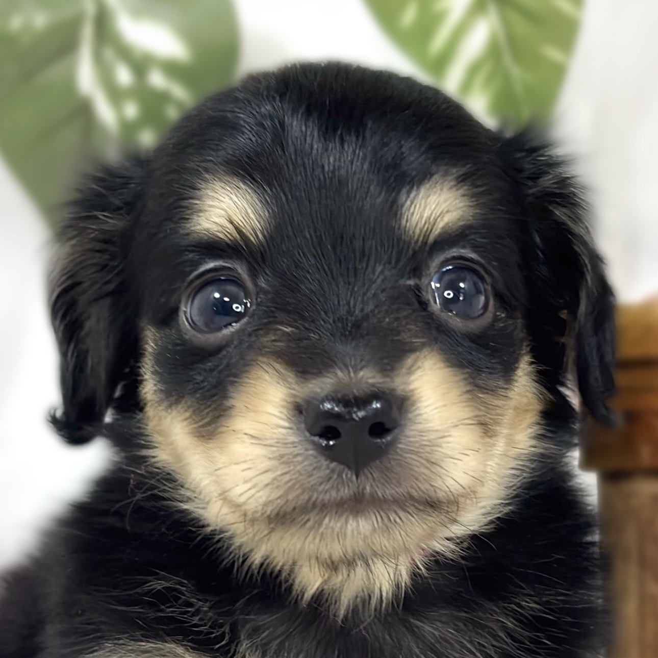 ハーフ犬女の子の写真