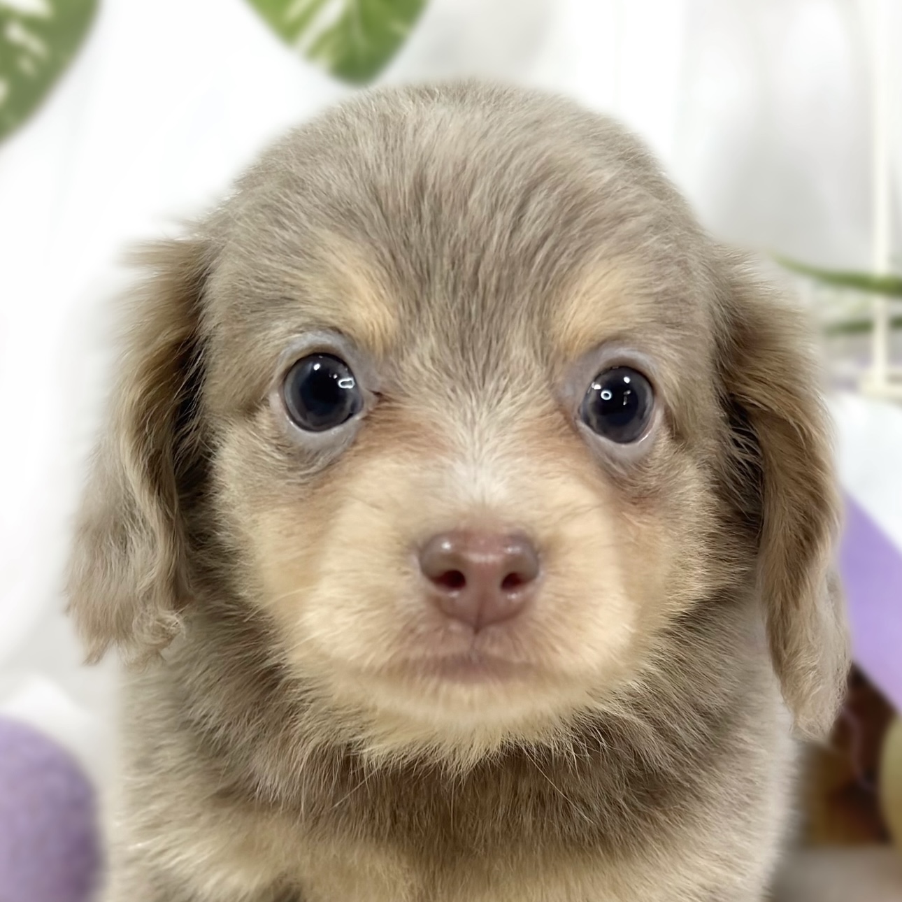 ハーフ犬男の子の写真