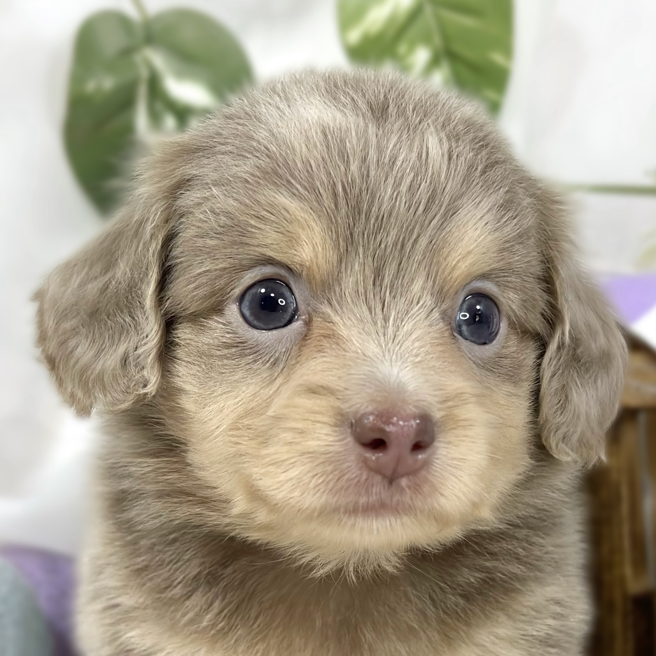 ハーフ犬男の子の写真