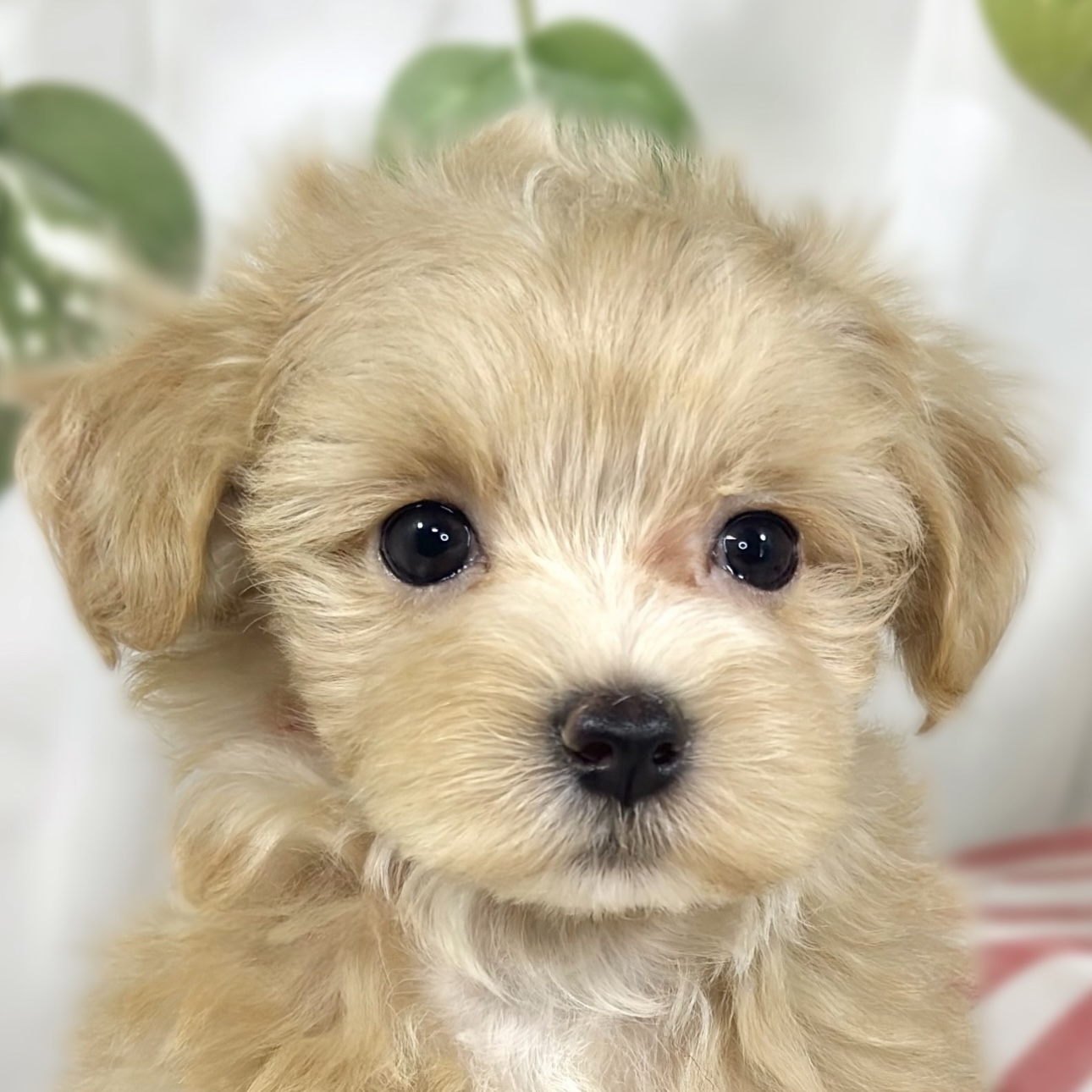 ハーフ犬女の子の写真