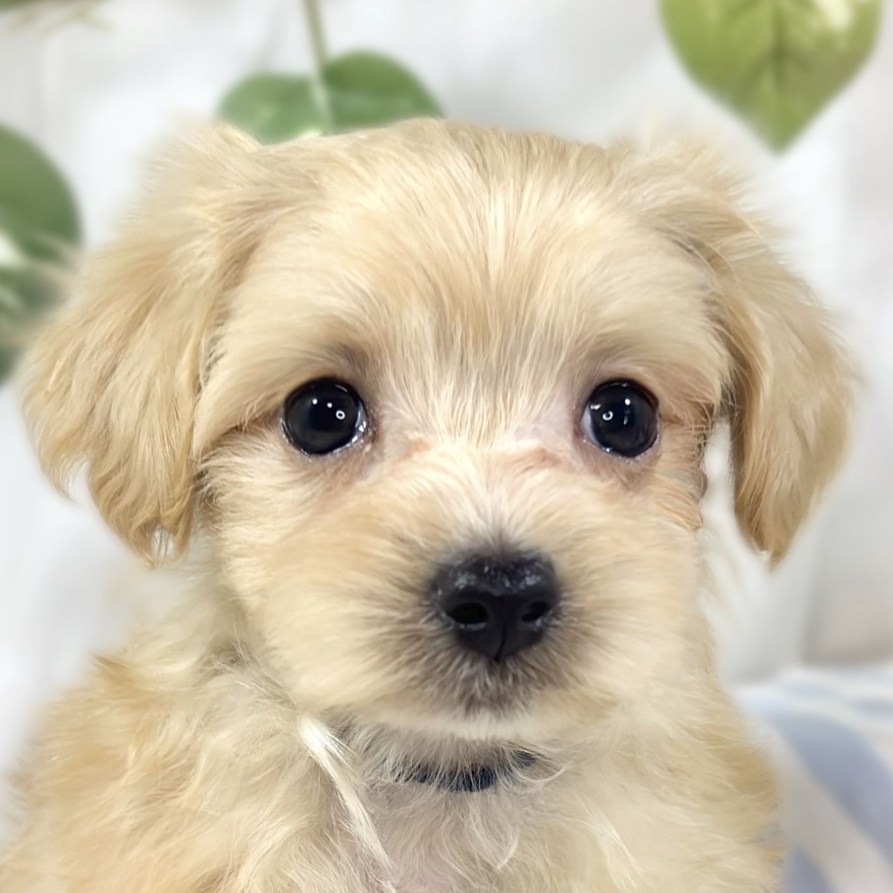 ハーフ犬女の子の写真