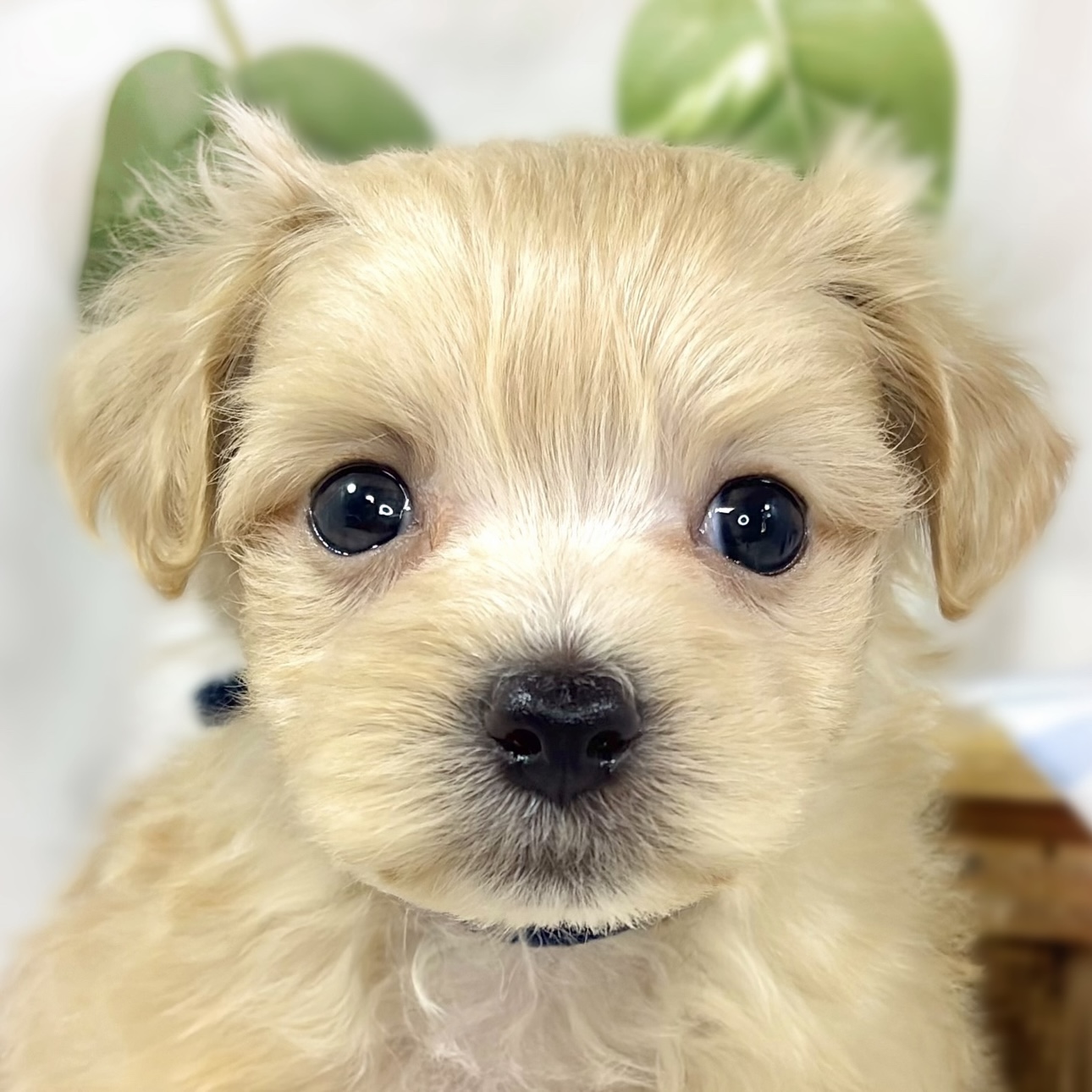 ハーフ犬女の子の写真