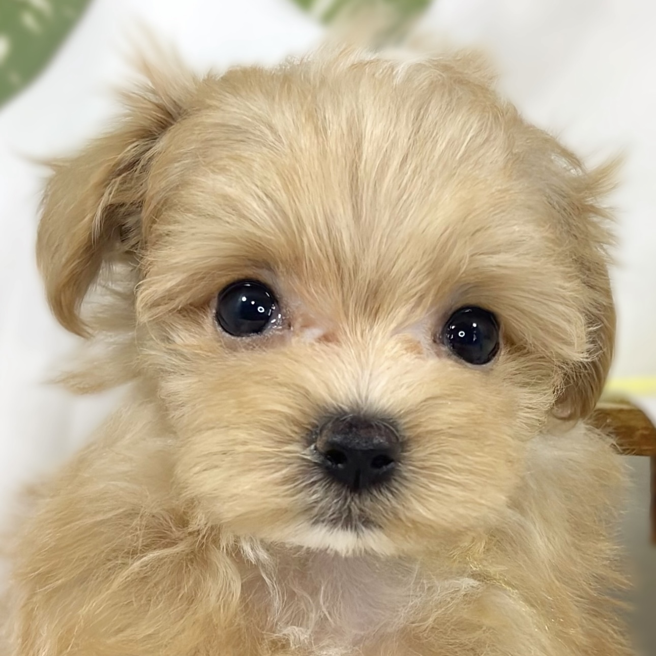 ハーフ犬女の子の写真