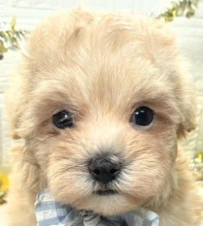 ハーフ犬男の子の写真