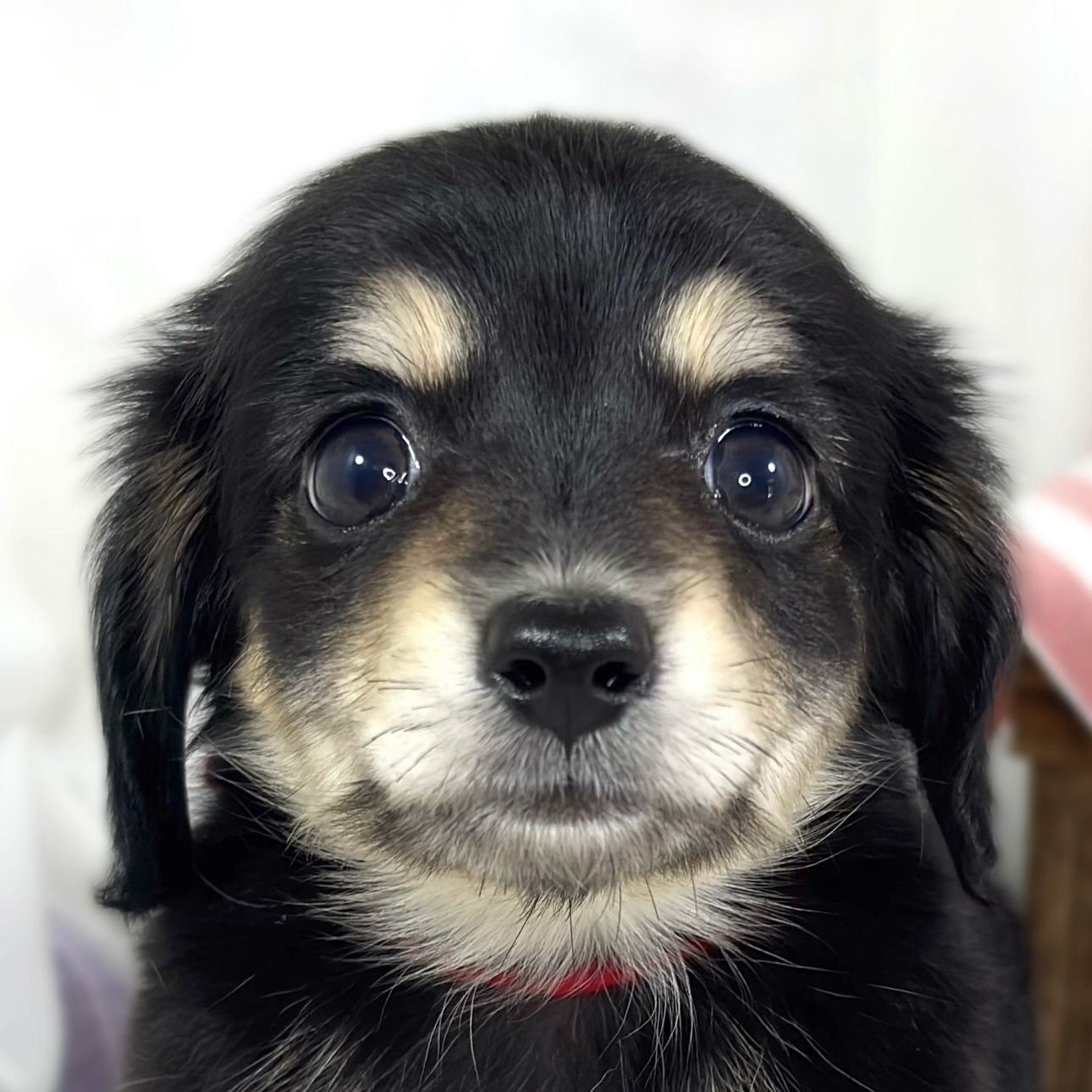 ハーフ犬女の子の写真