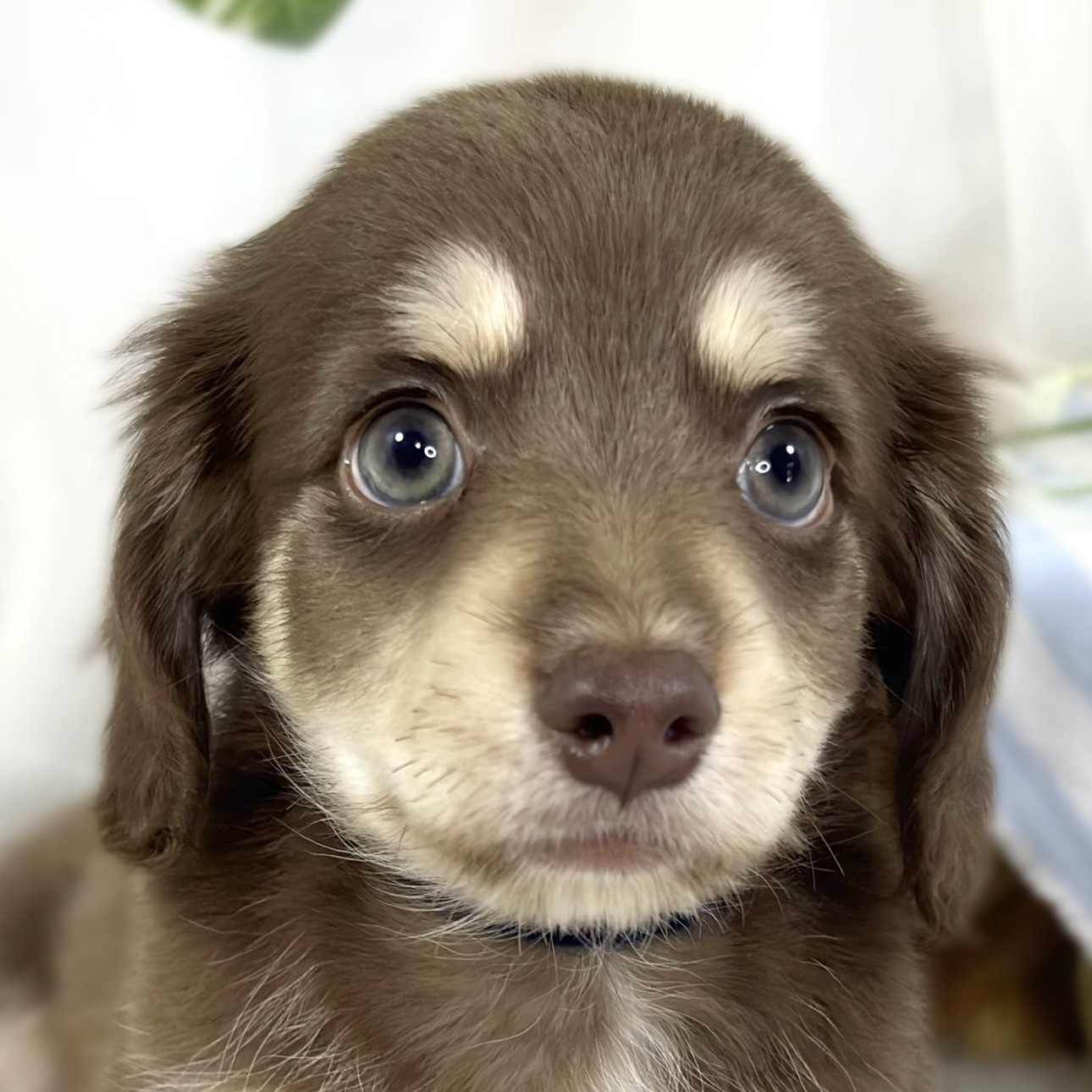 ハーフ犬男の子の写真